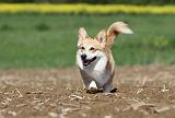 CORGI PEMBROKE 571